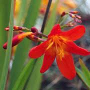 Crocosmia Hades