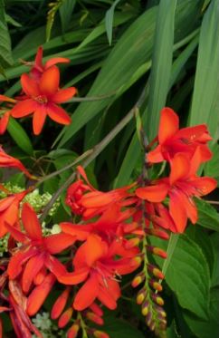 Crocosmia Hill House