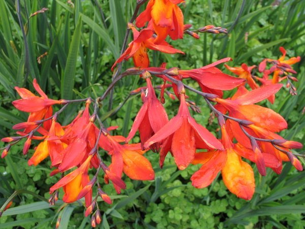 Crocosmia His Majesty