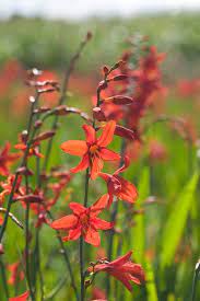 Crocosmia Babylon