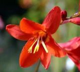 Crocosmia Colwall