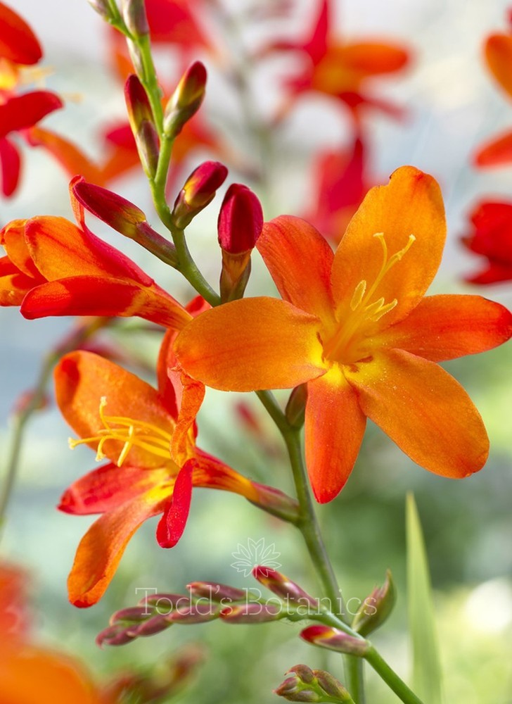 Crocosmia Constance