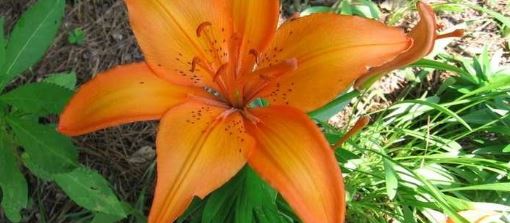 Asiatic Lily Blazing Sun