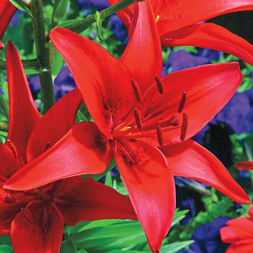 Asiatic Lily Commander in Chief