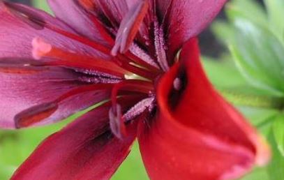 Asiatic Lily Rodiso