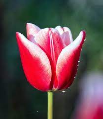 Triumph Tulip Leen van der Mark