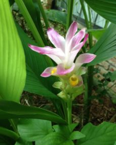 Curcuma Species, Ginger, Mango Ginger