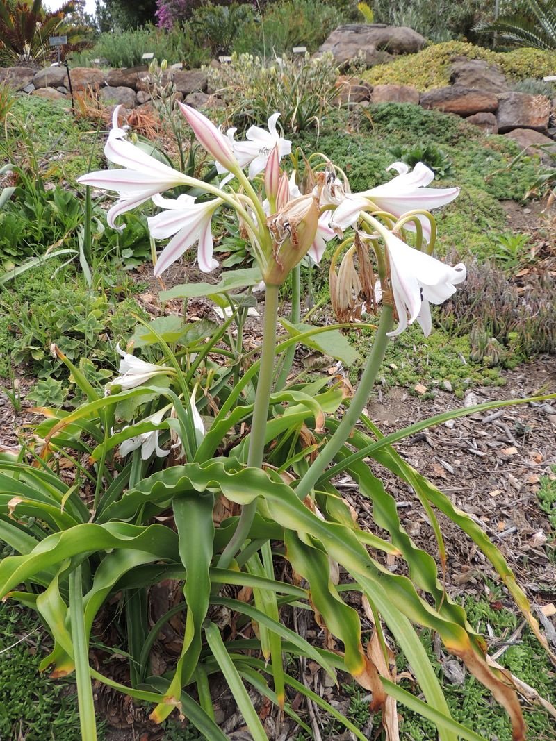 Sabie Crinum, Cape Coast Lily, River Lily