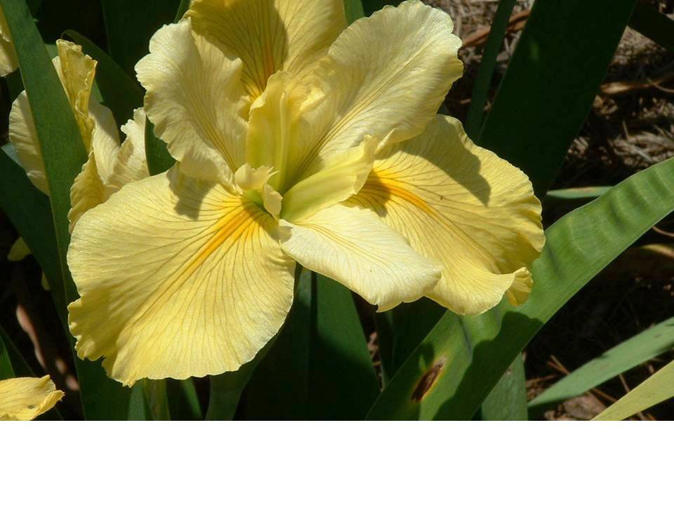 Louisiana Iris Sun Fury