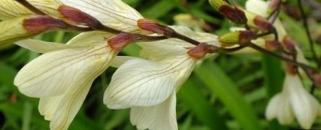 Tritonia Species, Chiffon Lace, Lined Tritonia, Montbretia