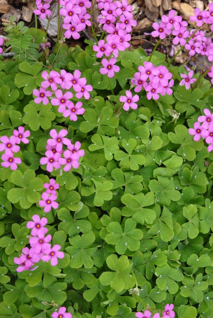 Oxalis Species, Lilac Oxalis, Pink Wood Sorrel