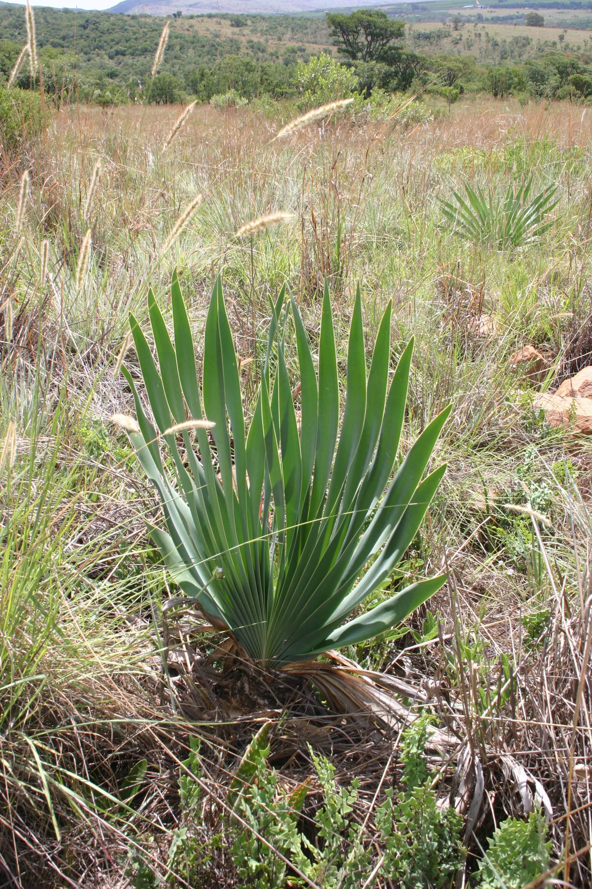 Boophane Species