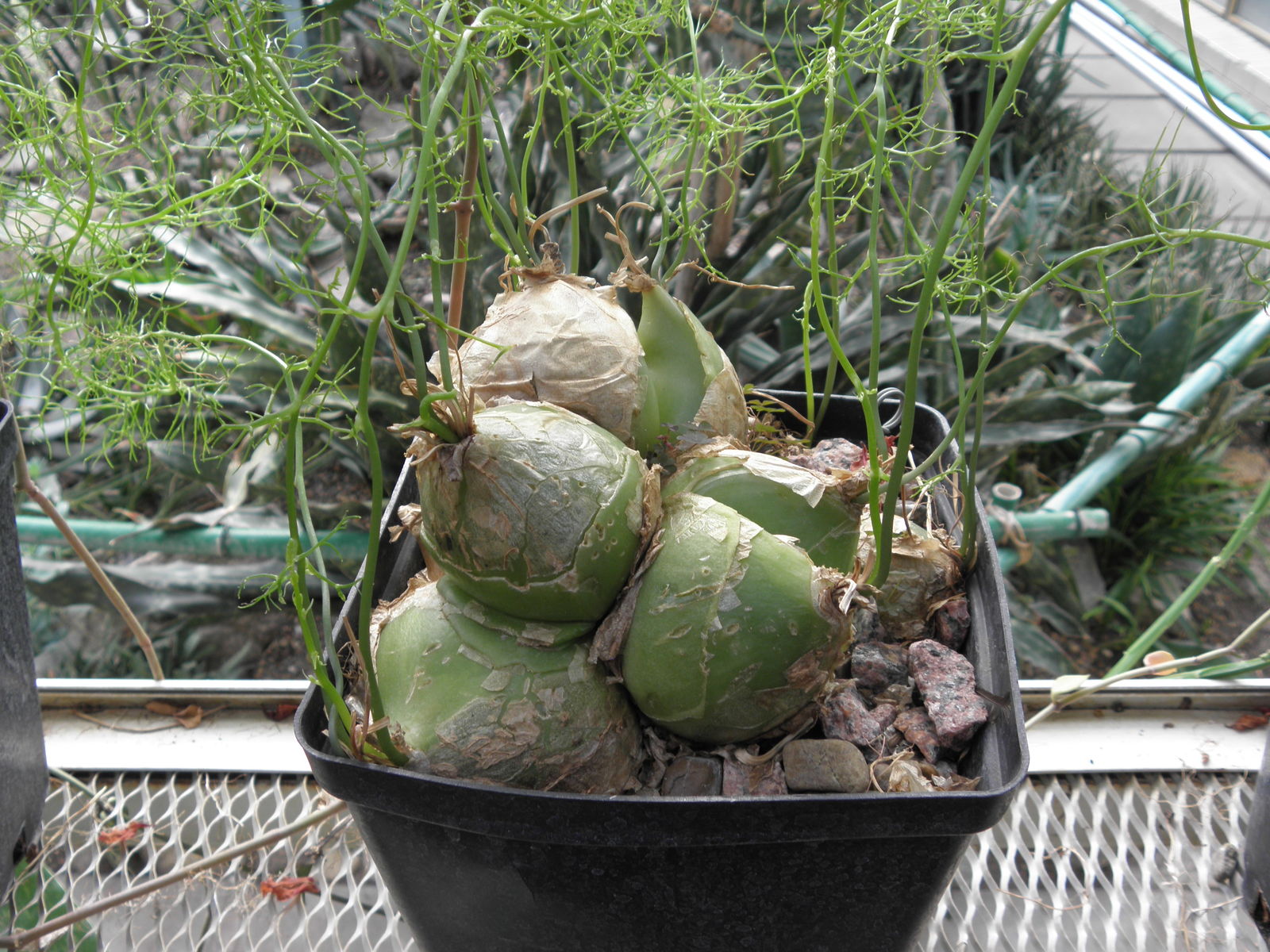 Bowiea Species