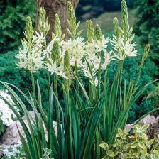 Camassia Alba