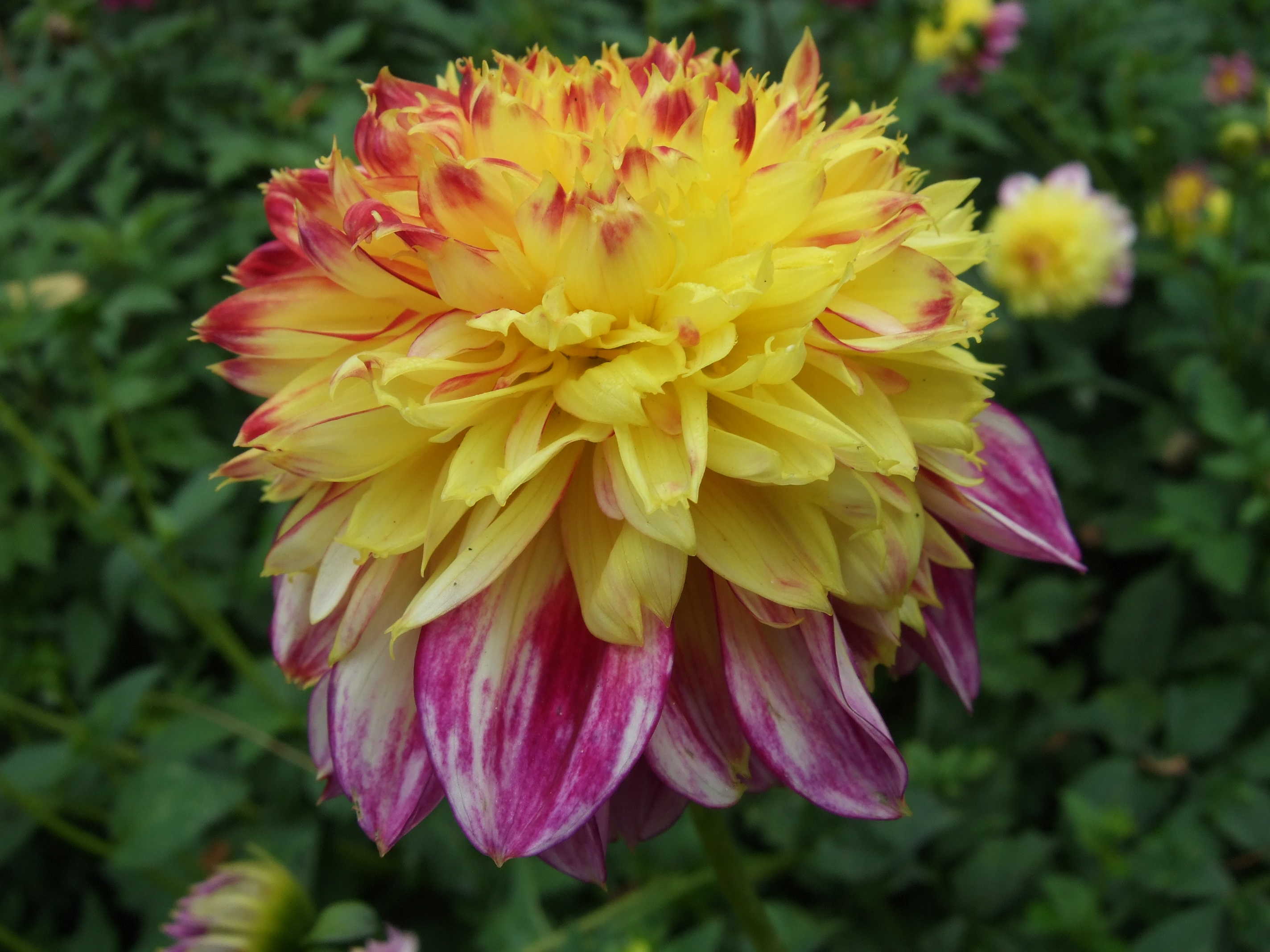 Anemone Flowered Dahlia Boogie Woogie