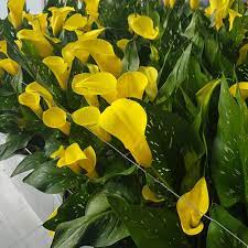 Zantedeschia, Calla Lily Sunshine