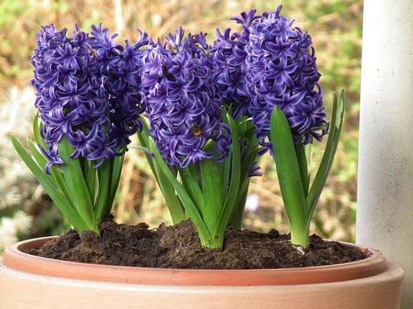 Hyacinthus, Dutch Hyacinth Candy Cane