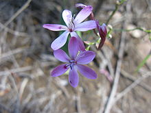 Lapeirousia Species