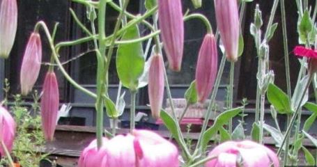 Species Lilium, Nodding Lily