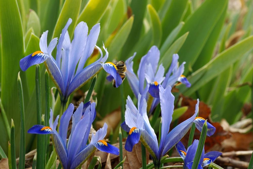 Reticulated Iris Cantab