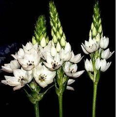 Ornithogalum Species, Cape Chincherinchee, Star of Bethlehem, Wonder Flower