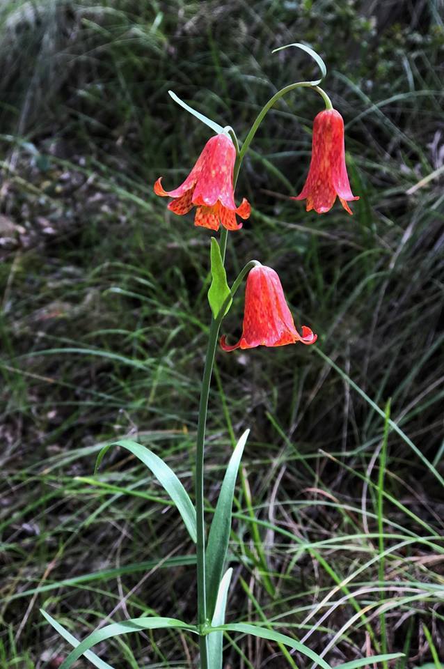 Fritillaria Species, Scarlet Fritillary