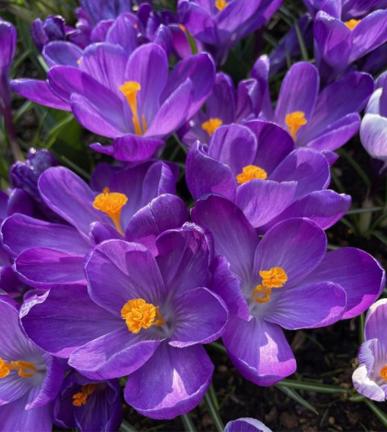 Giant Dutch Crocus Flower Record