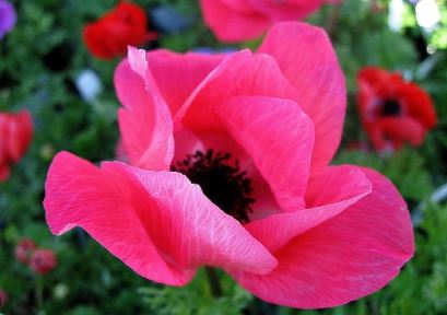 Anemone, Grecian Windflower, Poppy Anemone Saint Brigid Mix