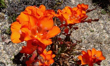 Tritonia Species, Flaming Freesia, Flame Freesia, Montbretia Flaming Fancy
