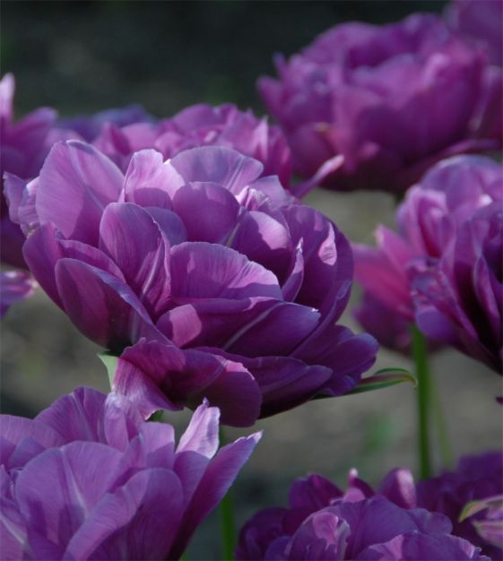 Double Late Tulip, Peony-flowered Tulip Blue Spectacle