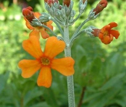 Primula Species, Primrose