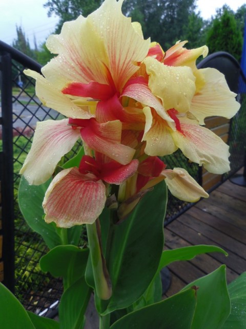 Canna Lily Rosalinde