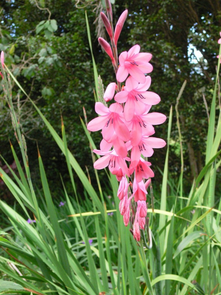 Watsonia Species, Bugle Lily