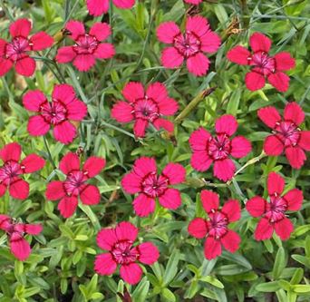 Dianthus, Maiden Pinks Brilliant