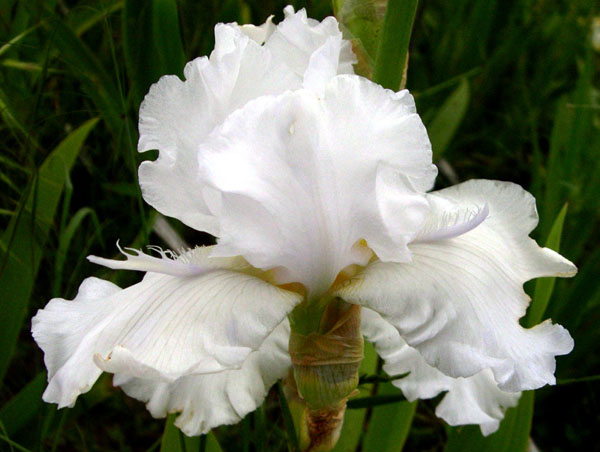 Tall Bearded Iris Kuniko