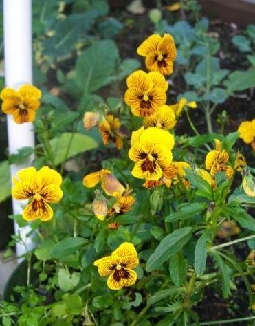 Viola, Garden Pansy, Pansy Eye of the Tiger