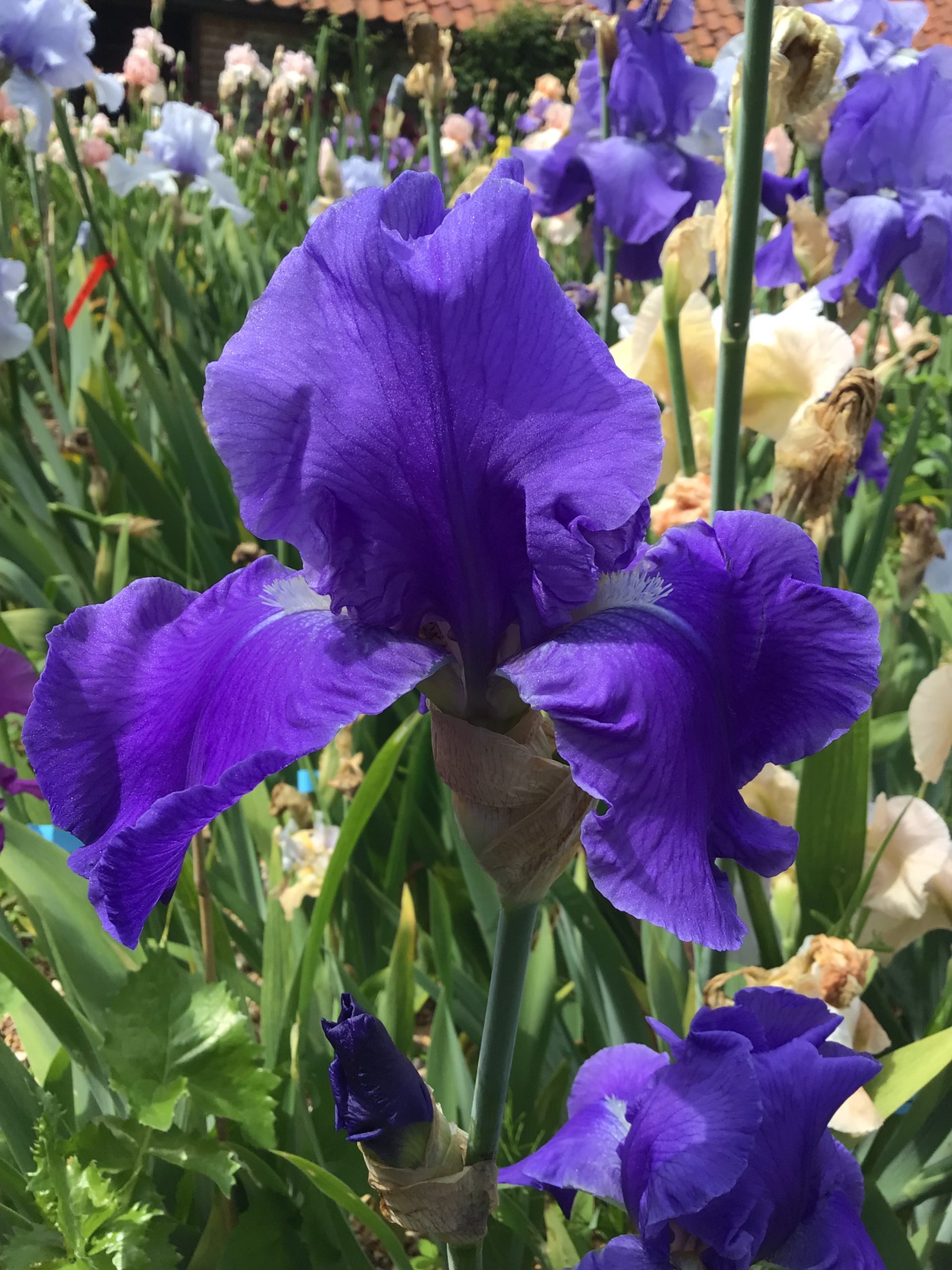 Tall Bearded Iris Quietly Blue