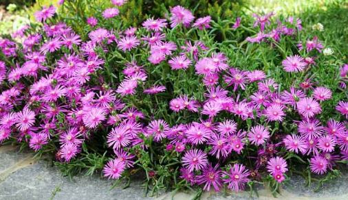Lampranthus Species, Trailing Ice Plant