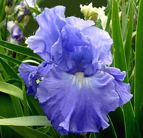 Tall Bearded Iris Rainy Falls