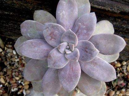 Graptopetalum Species, Beautiful Graptopetalum