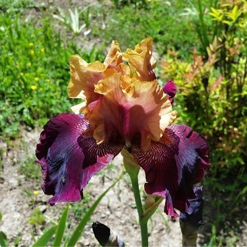 Tall Bearded Iris Soft Jazz