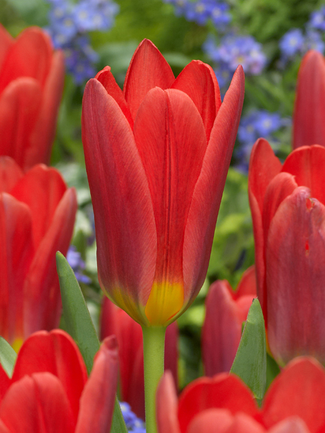Fosteriana Tulip Solva