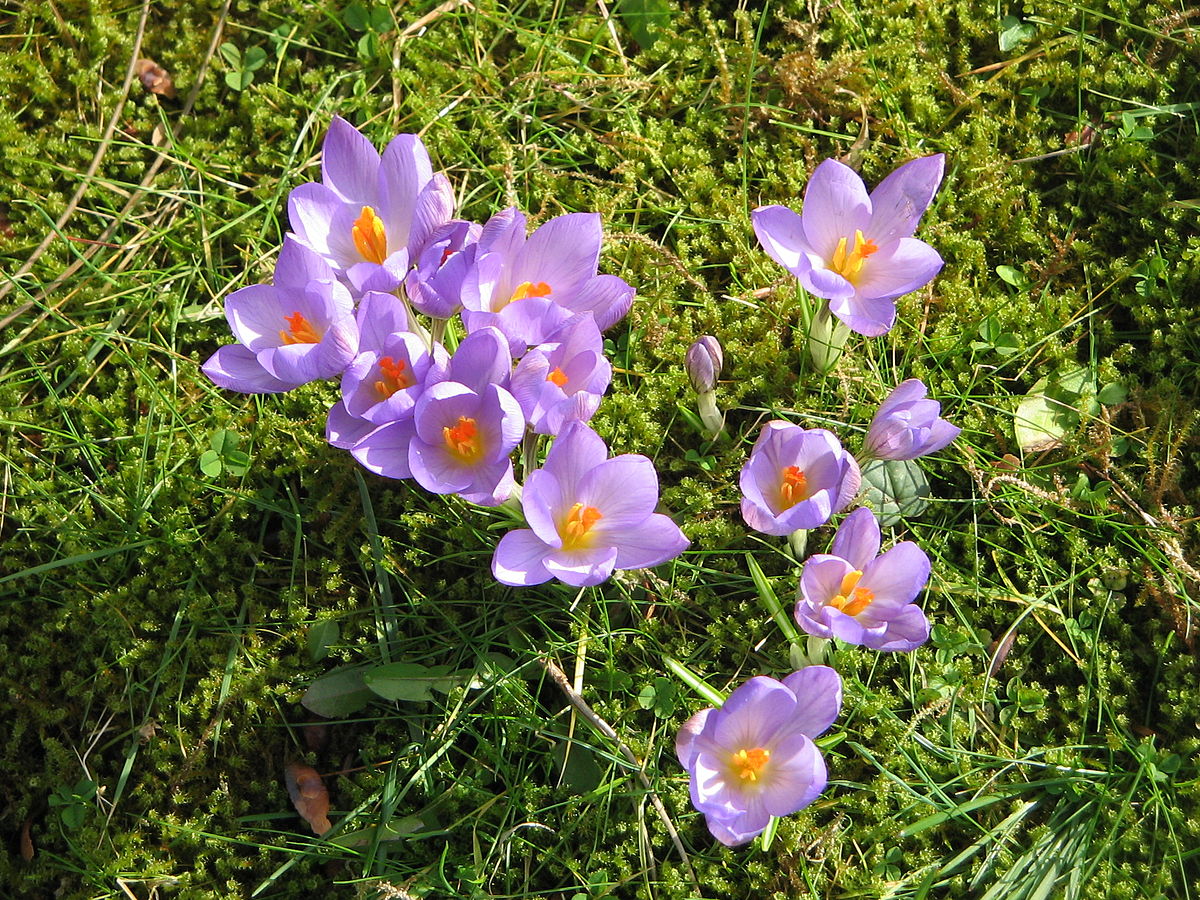 Species Crocus, Etruscan Crocus