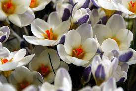 Snow Crocus, Golden Crocus Blue Bird