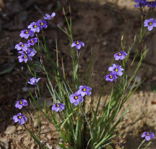 Sisyrinchium Species, California Blue-Eyed Grass