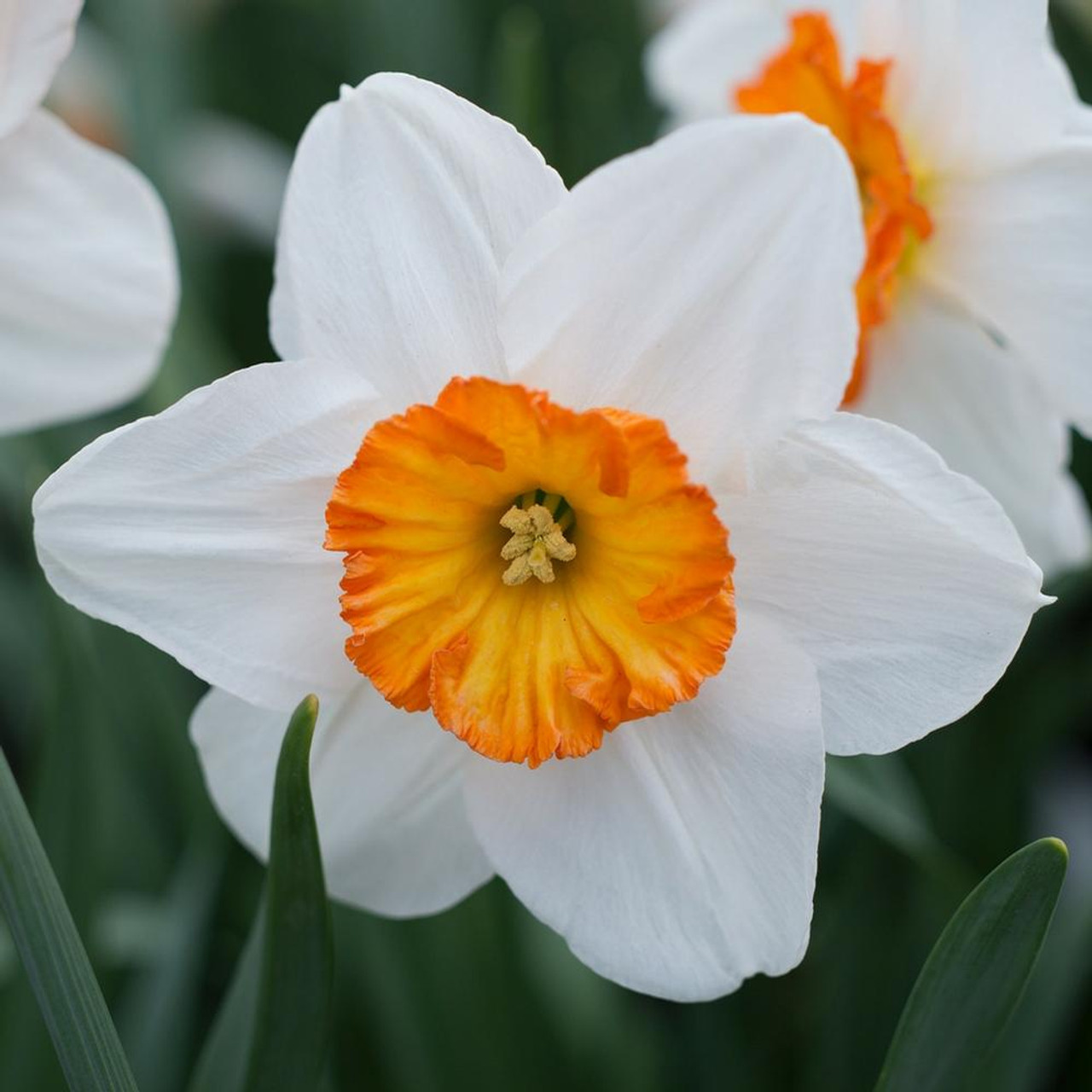 Narcissus, Short-Cupped Narcissus, Small-Cupped Daffodil Barrett Browning