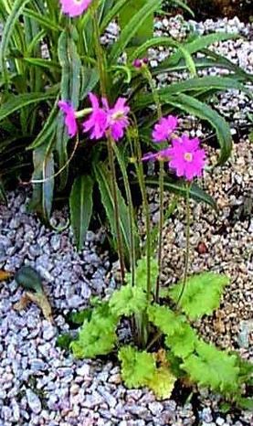 Primula Species, Siberian Primrose