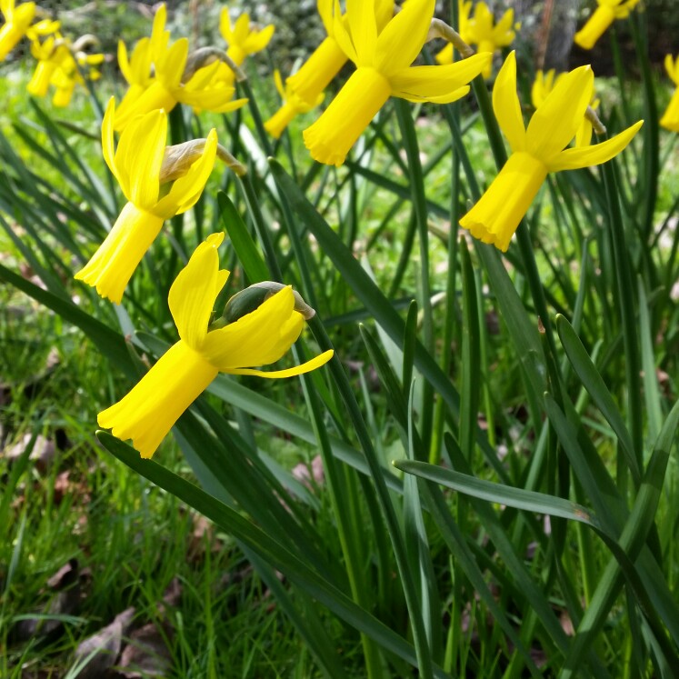 Cyclamineus Narcissus, Cyclamen Daffodil Little Witch