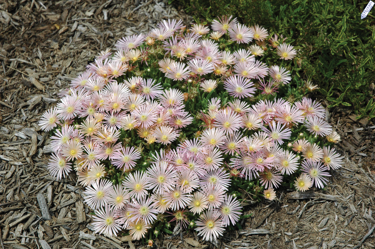 Delosperma, Ice Plant Mesa Verde
