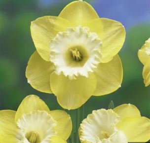 Long-cupped Narcissus, Large-cupped Daffodil Daydream